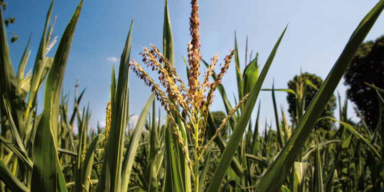 Confagricoltura Fvg: il 2020 rurale, l’anno della resilienza