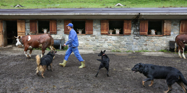 Dal 1° febbraio i contributi per i giovani imprenditori in montagna