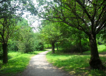 Due nuovi “boschi urbani” a Udine