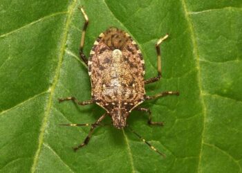 Ecco l’antagonista della cimice