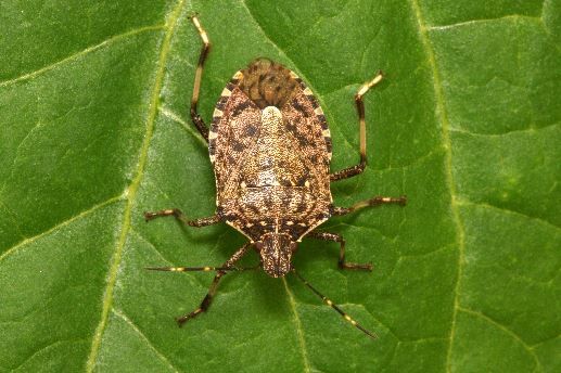 Ecco l’antagonista della cimice