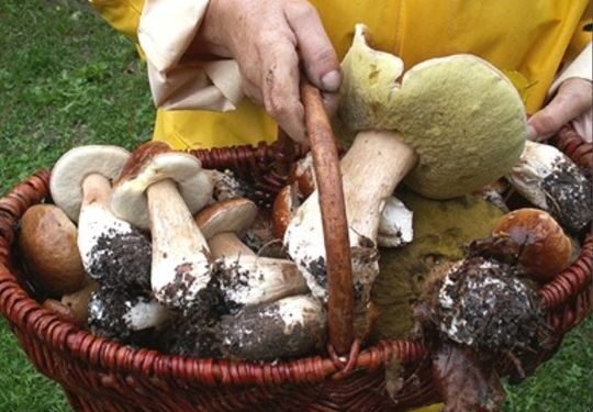 Funghi, corsi per l’abilitazione alla raccolta