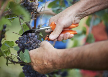 Giorni cruciali per la vendemmia