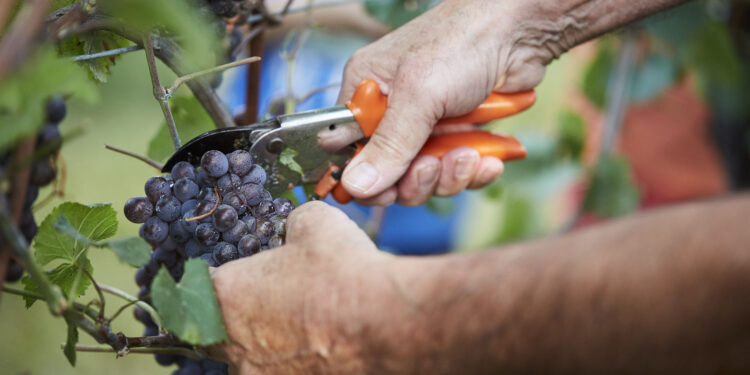 Giorni cruciali per la vendemmia