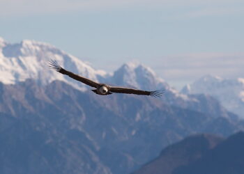 I grifoni visti da vicino