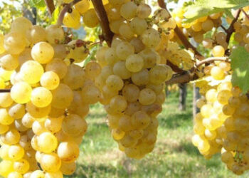 Il “Friuli” diventa vino Dop