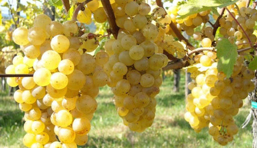 Il “Friuli” diventa vino Dop