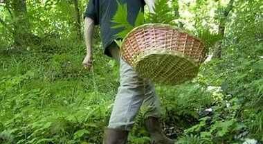 Illeso il cercatore di funghi