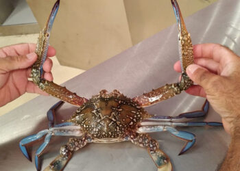 In Adriatico individuata nuova specie di granchio blu