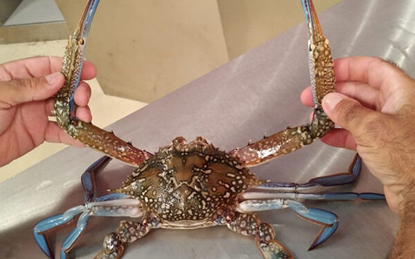 In Adriatico individuata nuova specie di granchio blu