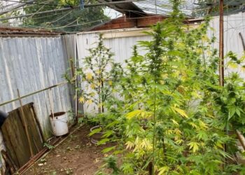 In casa un laboratorio di marijuana