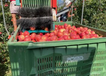 Inizia la raccolta delle mele in Friuli