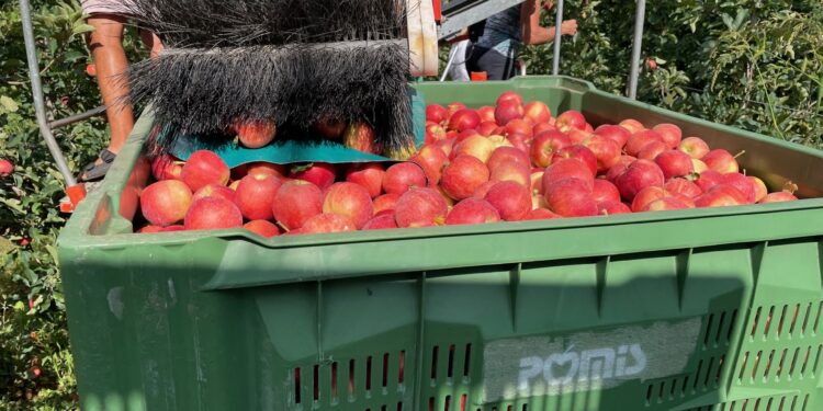 Inizia la raccolta delle mele in Friuli