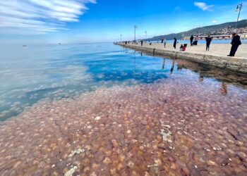 Invasione di meduse a Trieste