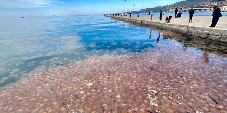 Invasione di meduse a Trieste