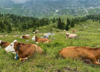 La Comunità di montagna promuover un Corso di pastorizia