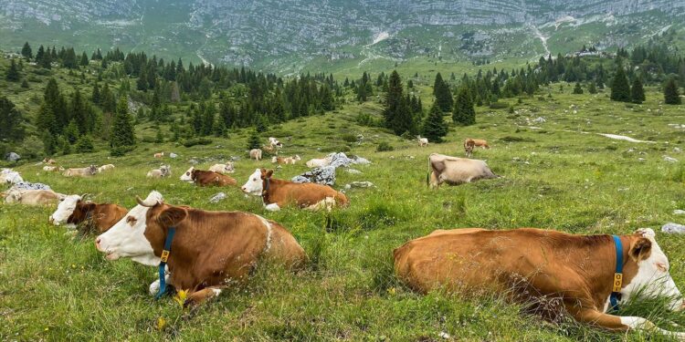 La Comunità di montagna promuover un Corso di pastorizia
