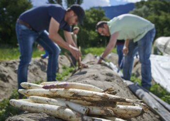 «La burocrazia blocca la manodopera nelle campagne»