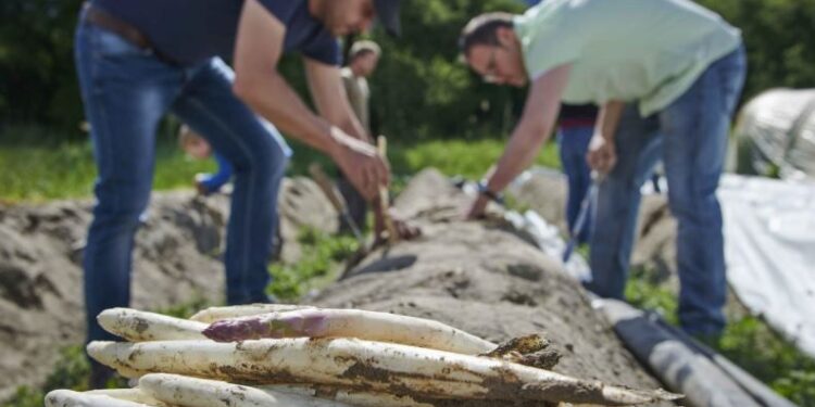 «La burocrazia blocca la manodopera nelle campagne»
