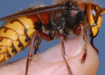 La polizia locale rimuove 45 biciclette