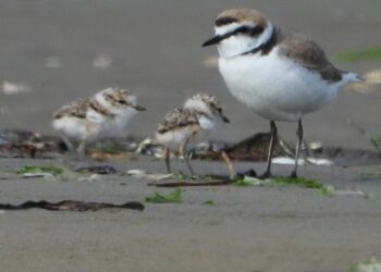 Lignano accoglie due piccoli di fratino