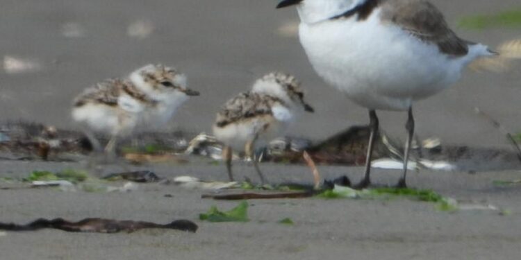 Lignano accoglie due piccoli di fratino