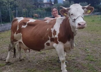 Malga Quarnan lancia «Adotta una mucca»