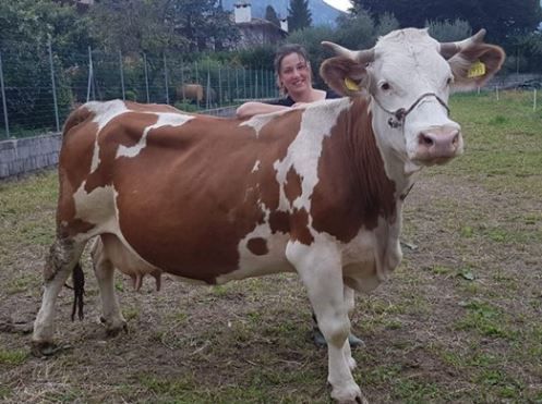 Malga Quarnan lancia «Adotta una mucca»