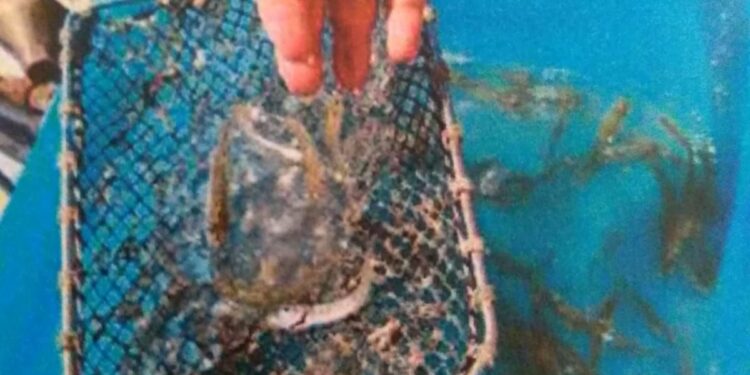 Marano, allarme “bufole”. Mazzata sulla pesca