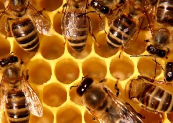 Mini dispositivo studia le api. Nasce l’alveare intelligente