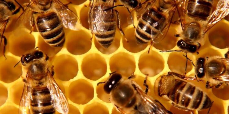 Mini dispositivo studia le api. Nasce l’alveare intelligente