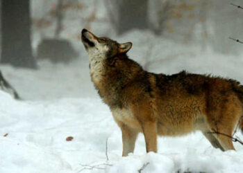 MontagnaFvg, confermato il ritorno del lupo