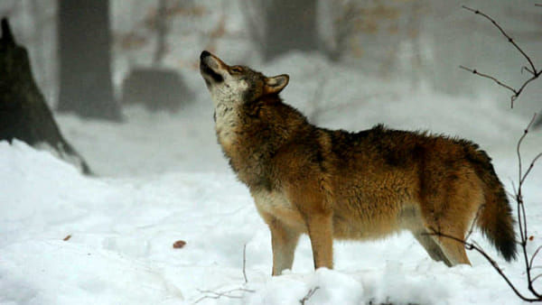 MontagnaFvg, confermato il ritorno del lupo