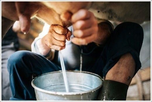 Nasce il Consorzio Latte Friulano