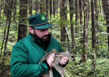 «Non toccare piccoli di capriolo e cervo»