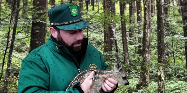 «Non toccare piccoli di capriolo e cervo»