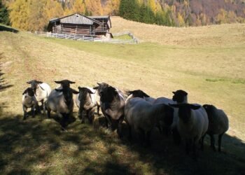 Nuovi contributi per agroalimentare e montagna