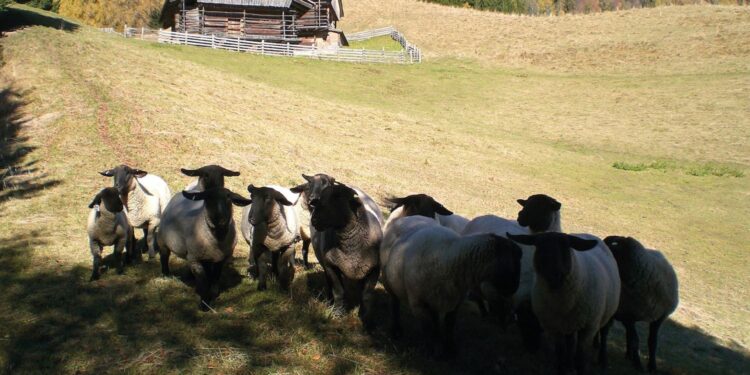 Nuovi contributi per agroalimentare e montagna