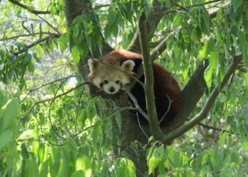 Parco Zoo, passeggiata all’imbrunire