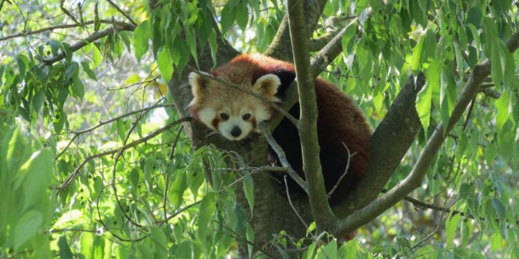 Parco Zoo, passeggiata all’imbrunire