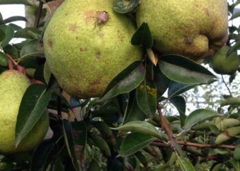 Pere martoriate dalla cimice