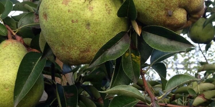 Pere martoriate dalla cimice