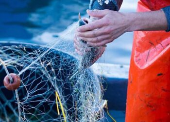 Pesca: 150mila euro per la sostenibilità