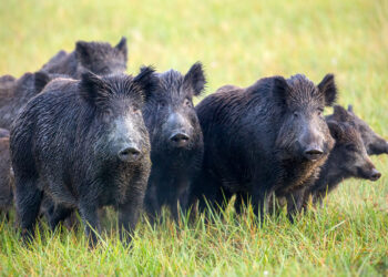 Peste suina africana: preoccupazione degli allevatori Fvg