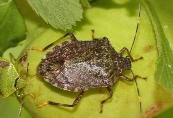 Positiva la lotta contro la cimice