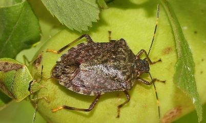 Positiva la lotta contro la cimice