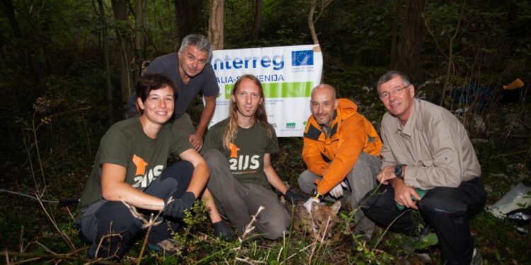 Primo sciacallo dorato catturato in natura