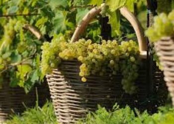 Prosecco, il Consorzio sblocca la quota “bio”