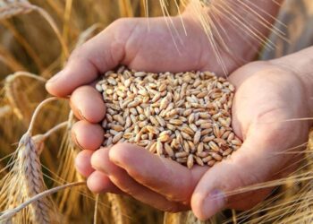 Ringraziamento, S. Messa con l’Arcivescovo in cattedrale