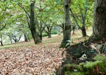 Salvaguardare i castagneti in Fvg, proposta di legge